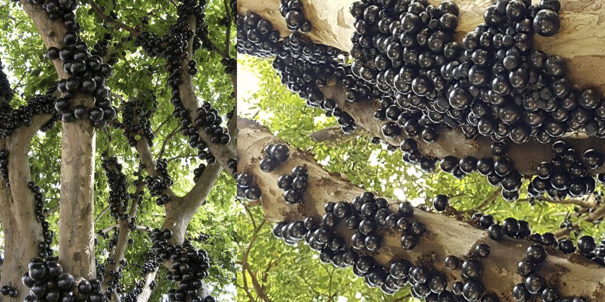 frutos maduros de jabuticaba