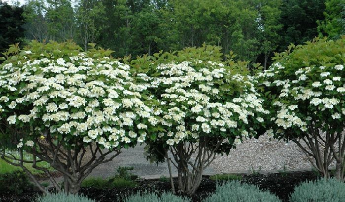 jardinería de viburnum opulus