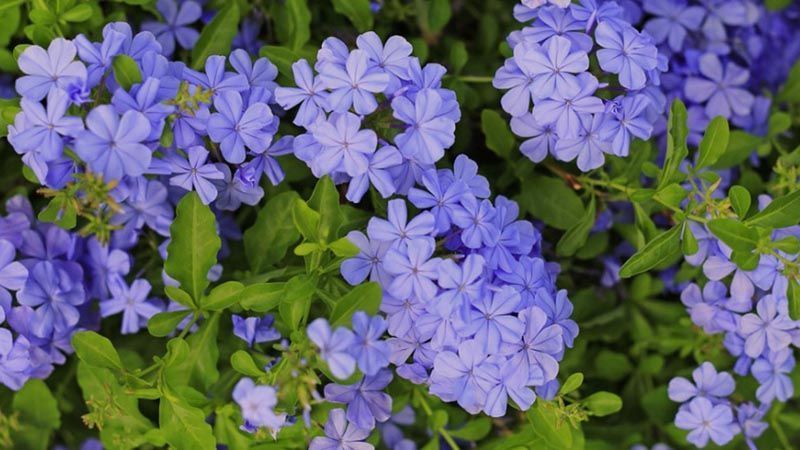 jazmín azul