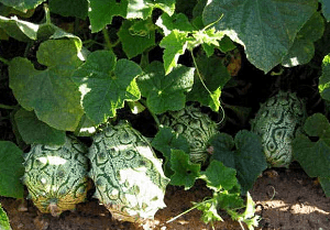 kiwano verde