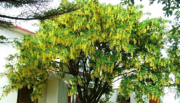 laburnum alpinum en el jardin