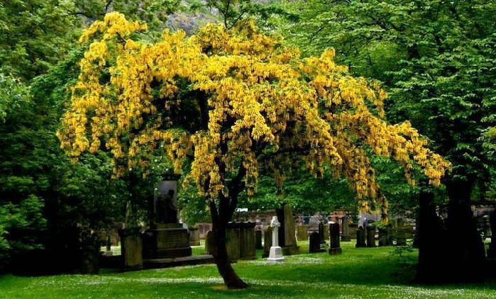 laburnum alpinum