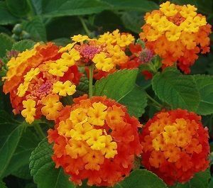 lantana camara 1