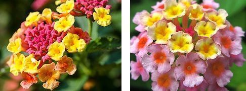 lantana camara 2