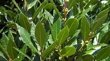 laurel laurel fresco
