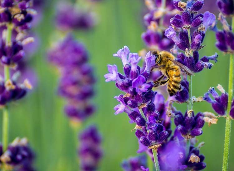 Abeja libando una lavanda