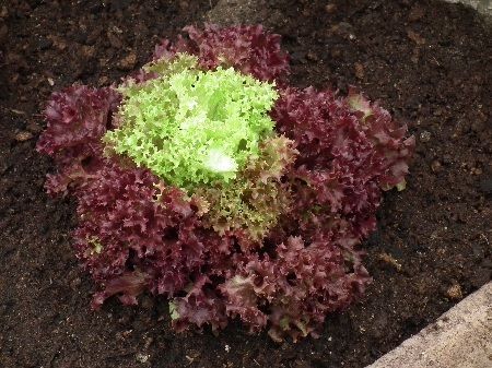 Tipos de lechugas Lollo Rosso plantada