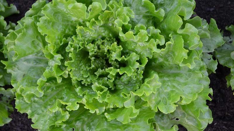 lechuga batavia