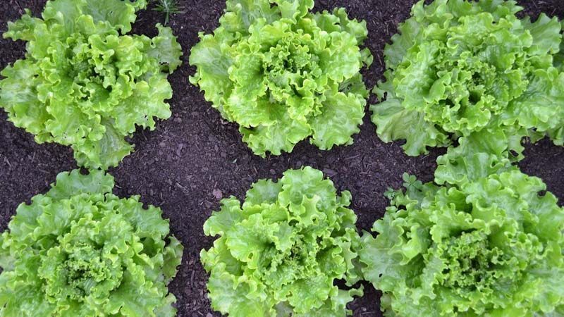 lechuga batavia