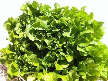 Tipos de lechuga batavia