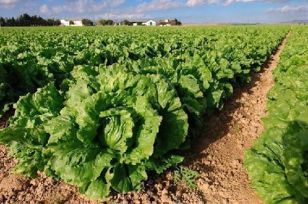 Campo de lechuga iceberg. Tipos de lechugas
