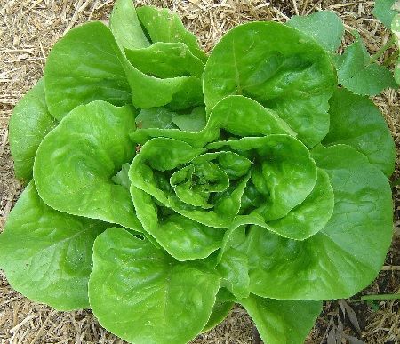 lechuga tipo mantecosa. Tipos de lechuga