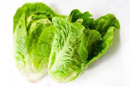 lechuga tipo romana