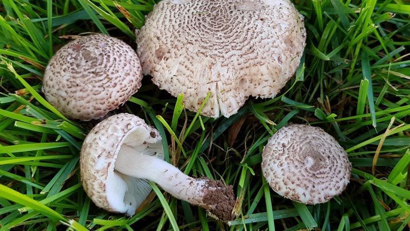 lepiota brunneoincarnata