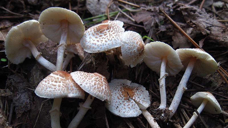 lepiota cristata