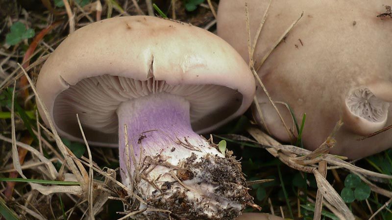 Lepista saeva