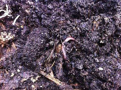 lombriz compost