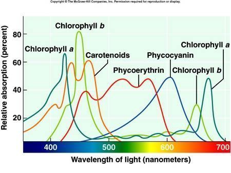 longitudes de onda de luz en las plantas