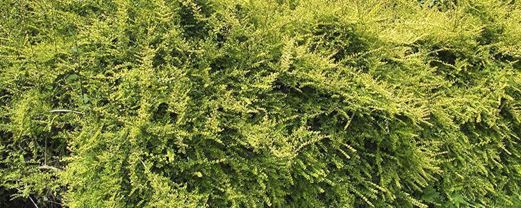 lonicera nitida