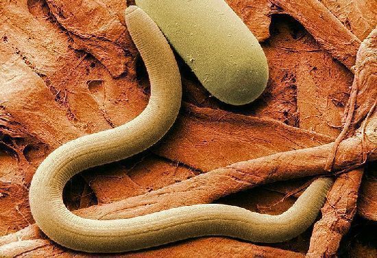 los nematodos en las plantas