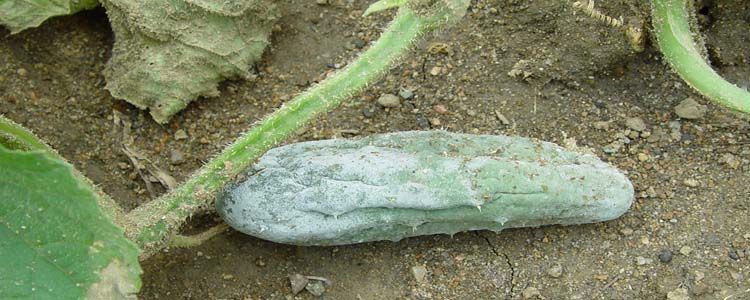 lucha integrada contra plagas en cultivo de pepino
