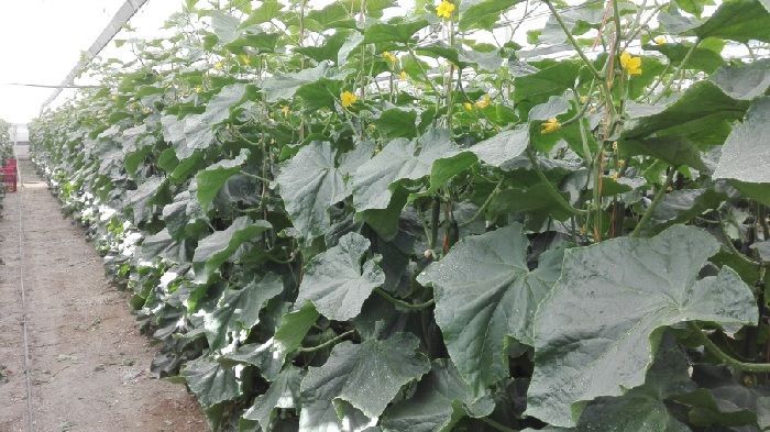 lucha integrada en cultivo de pepino