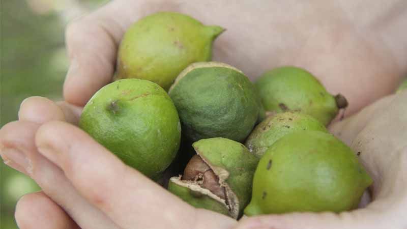 macadamia frutos