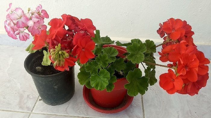 macetas de geranios