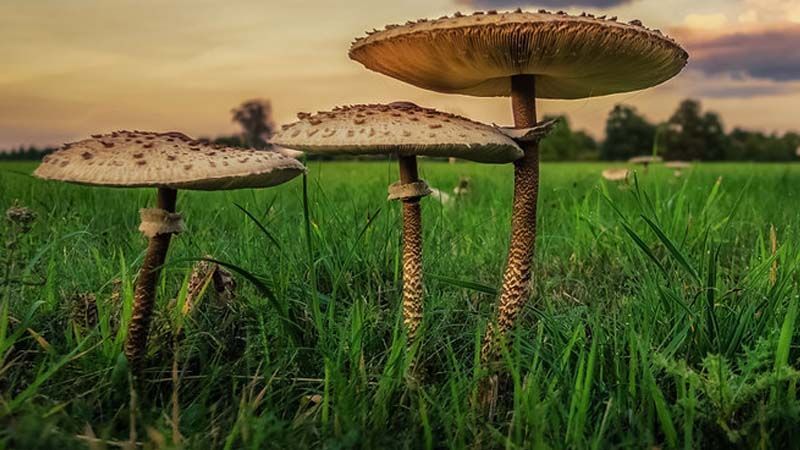 macrolepiota procera