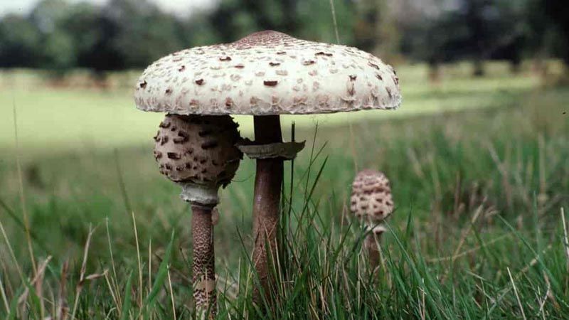 Macrolepiota procera