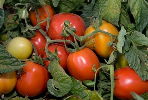 fertirrigación en tomate de industria