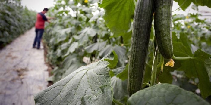 manipulación de alimentos