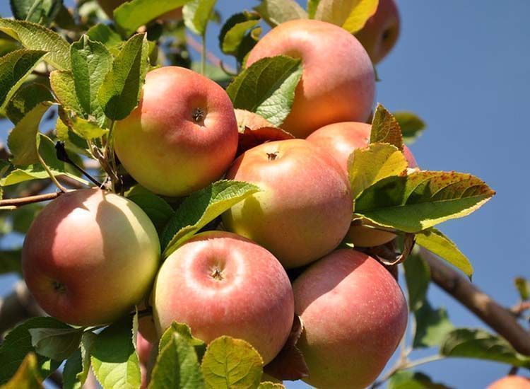 Manzana fuji en árbol