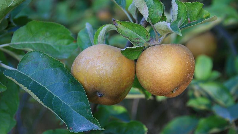 manzana reineta en el árbola