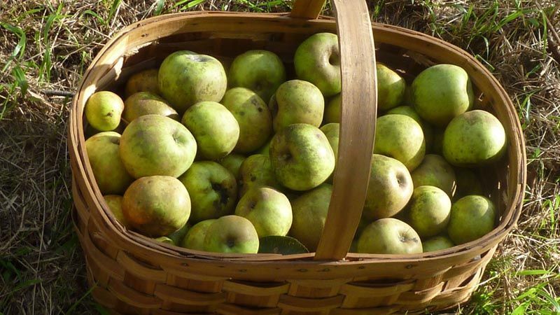 Cesta de manzana reineta