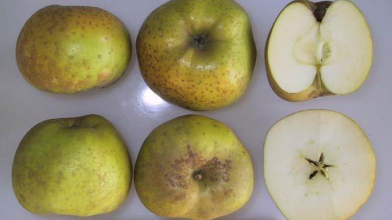 Manzana reineta corte y sección