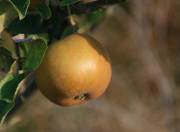 Manzana reineta