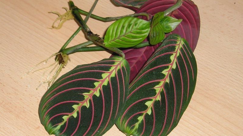 Raíces de Maranta leuconeura