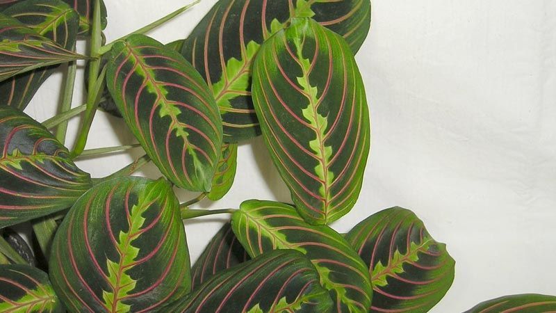 Maranta leuconeura
