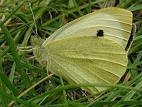 mariposa de la col Plagas y enfermedades del brócoli