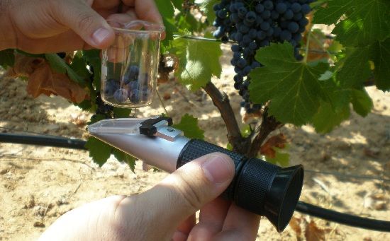 medir grados brix de un cultivo