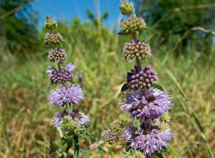 flor de menta poleo