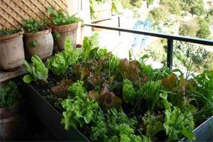 mesa de cultivo mesa de cultivo. Huerto en casa