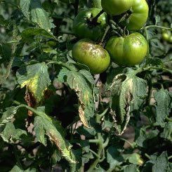 mildiu en tomate enfermedades del tomate