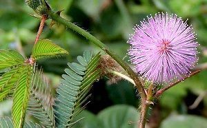 mimosa pudica espinas