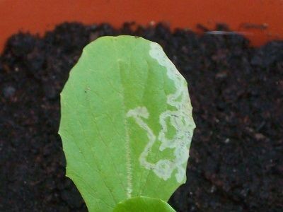 minador plagas de la lechuga