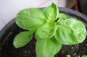 Minadores de hoja minadores de la hoja