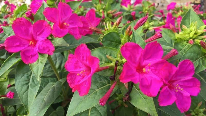mirabilis jalapa cultivo