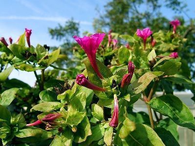 mirabilis jalapa mirabilis jalapa en el huerto