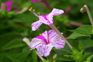 cultivo de mirabilis jalapa mirabilis jalapa en el huerto
